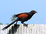 National bird (Greater coucal)