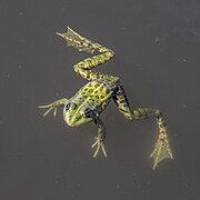 Green frog (Pelophylax esculentus complex) Danube delta