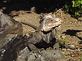 Grüner Inselleguan (Iguana delicatissima)