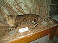 A taxidermied Nepal leopard