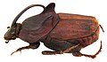 Liatongus incurvicornis