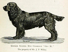 A drawing of a dark-colored cocker spaniel, in profile, facing left