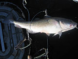 Adult Pacific cod caught on jigging gear