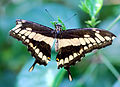 Gemäss Beschriftungstafel am ehesten ein lädierter Papilio cresphontes