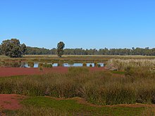 Murray River wetland