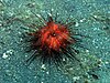 The false fire urchin (Astropyga radiata)
