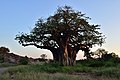 Baobab in the park