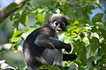 Dusky leaf monkey - Kaeng Krachan National Park