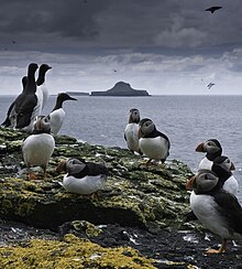 About a dozen seabirds – Atlantic Puffins and Guillemots – stand on a rocky, lichen-covered shore. Beyond lies a distinctively shaped island, resembling a wide-brimmed hat, under a dark cloudy sky.