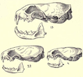 Skulls of a long-tailed weasel (top), an American ermine (bottom left), and least weasel (bottom right), as illustrated in Merriam's Synopsis of the Weasels of North America