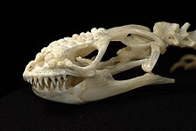 Gila monster Skull showing dentition