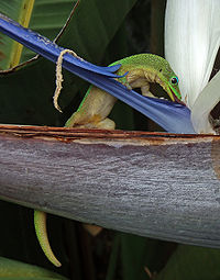 A gold dust day gecko licking nectar from a bird of paradise flower