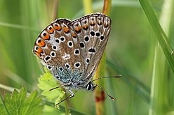 Female (blue colouration)