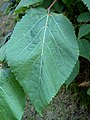 Typical leaf