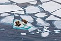 Image 78Walruses on Arctic ice floe (from Arctic Ocean)