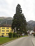Wellingtonia "Sequoia Gigantea" – Mammutbaum