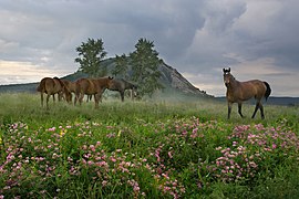 Horses at Tra-Tau Mountain in Ishimbaysky District