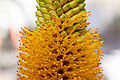 Detail Blütenstand Aloe tauri