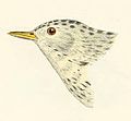 Sprague's pipit by J. G. Cooper, 1870