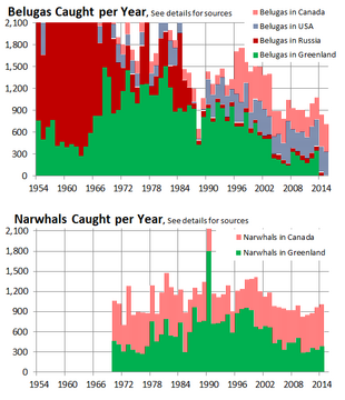 Data showing the number of caught belugas and narwhals from 1954 to 2014