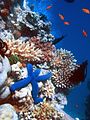 Image 75Coral reefs have a great amount of biodiversity. (from Marine conservation)