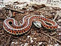 Image 2The garter snake has been studied for sexual selection. (from Snake)