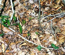 Eastern copperhead, A. contortrix, at the southern limit of its range, in Liberty Co., Florida, camouflaged in dead leaves.