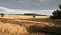Corn fields near Wiseton