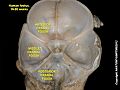 Middle cranial fossa at human foetus