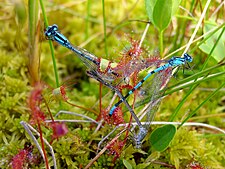 Drosera anglica, a sundew, lives in nutrient-poor acid bogs, deriving nutrients from trapped insects.[22]