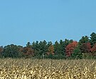 Field and trees in the autumn in Frankenmuth