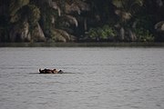 Wild hippopotamus in the Gambia River.