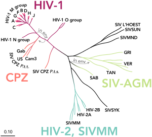 Phylogenetic tree of the SIV and HIV viruses, including HIV-2