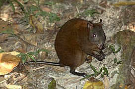The musky rat-kangaroo is a marsupial species only found in the Wet Tropics ecoregion.