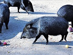 A herd of collared peccaries in Zagreb Zoo