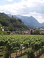 Vaduz Castle and the vineyards of the princely winery