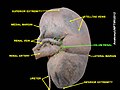 Hylus of kidney
