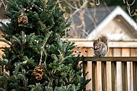 Squirrel eating popcorn and cranberry garland off Christmas tree