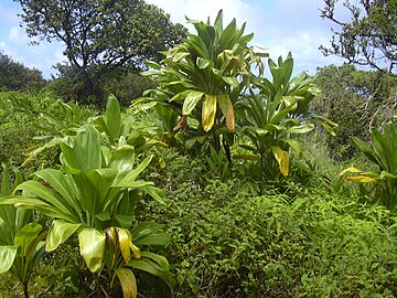 Feral green ti plants in Maui