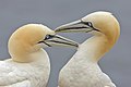 Two Northern Gannets