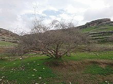 Ziziphus Nummularia in Behbahan, Iran
