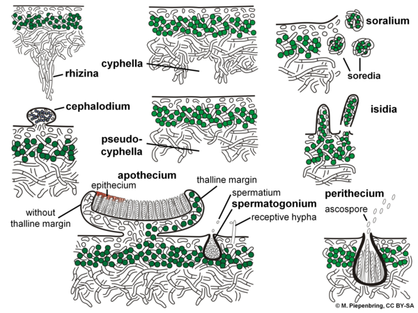 Anatomy of the thallus, details, lichens, Lichenes (diagram by M. Piepenbring)