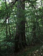 A fir tree in the range