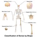 Classification of bones by shape.