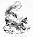 Image 44Warning coloration of the skunk in Edward Bagnall Poulton's The Colours of Animals, 1890 (from Animal coloration)