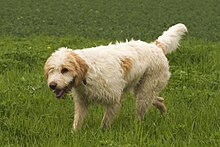shaggy looking dog walking in grass. Hair is mostly dirty white with and orange spots side, tail and ears.