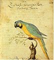 Blau gelber Ara Caspar Schmalkalden (ca 1618-ca 1668) Reise nach Brasilien und Chile (1642–1645)