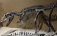 Cast of Ceratosaurus