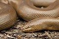 Charina type species; the northern rubber boa (C. bottae)