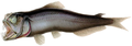 Image 9Most of the rest of the mesopelagic fishes are ambush predators, such as this sabertooth fish. The sabertooth uses its telescopic, upward-pointing eyes to pick out prey silhouetted against the gloom above. Their recurved teeth prevent a captured fish from backing out. (from Pelagic fish)